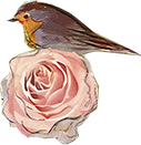 rose bird